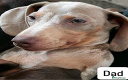 Miniature Dachshund dogs for sale: Gorgeous Miniature Dachshunds ready Dec - Image 9