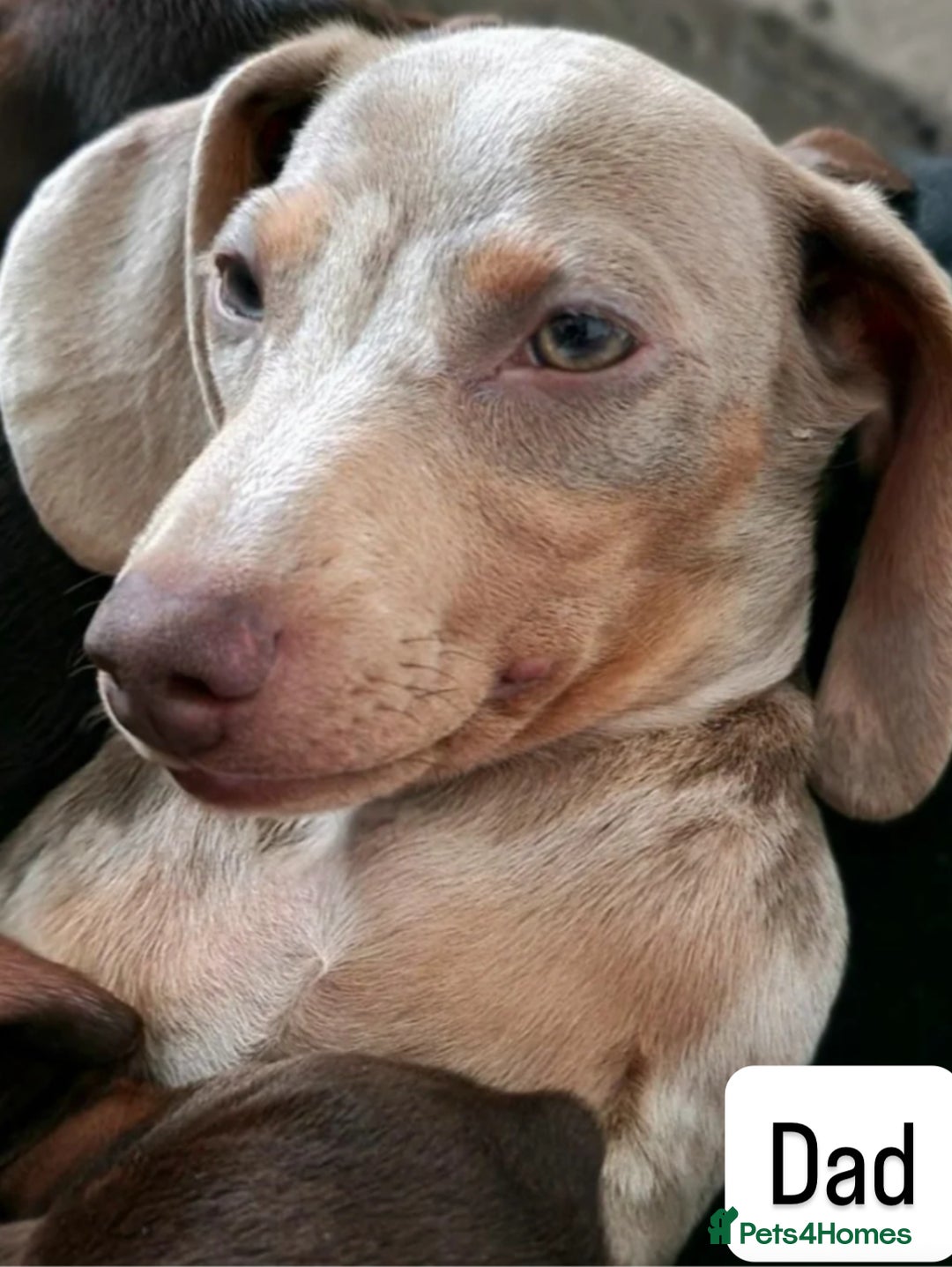 Miniature Dachshund dogs for sale: Gorgeous Miniature Dachshunds ready Dec - Image 9