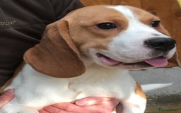 Beagle dogs for stud: DNA tested Beagle stud in Ashbourne - Image 1