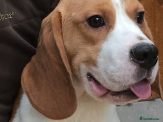Beagle dogs DNA tested Beagle stud in Ashbourne - Advert 2