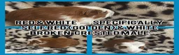 Guinea Pig rodents for sale: BABY GUINEA PIGS READY NOW  - Advert 15