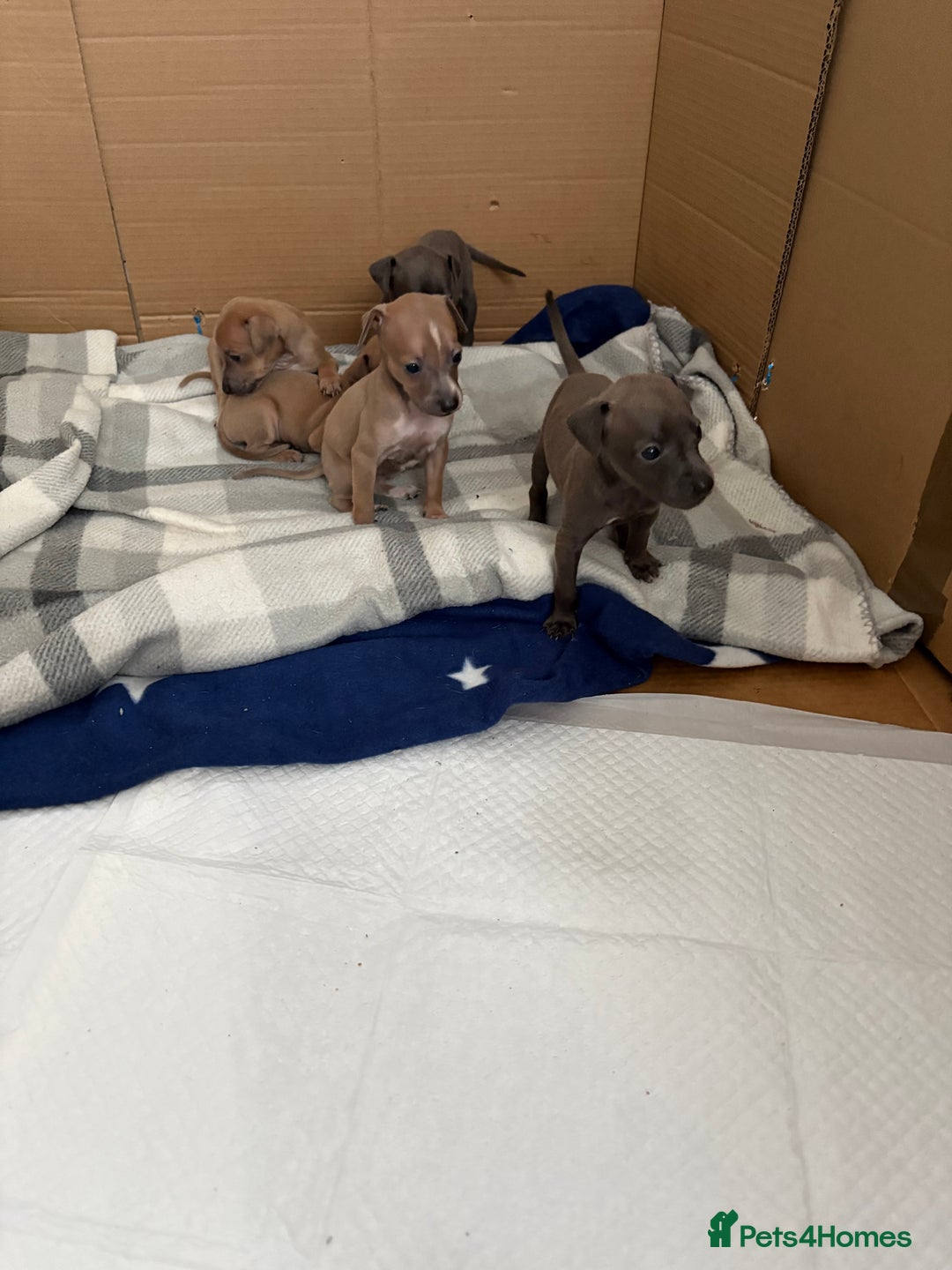 Italian Greyhound dogs for sale: Italian greyhound puppies  - Image 3