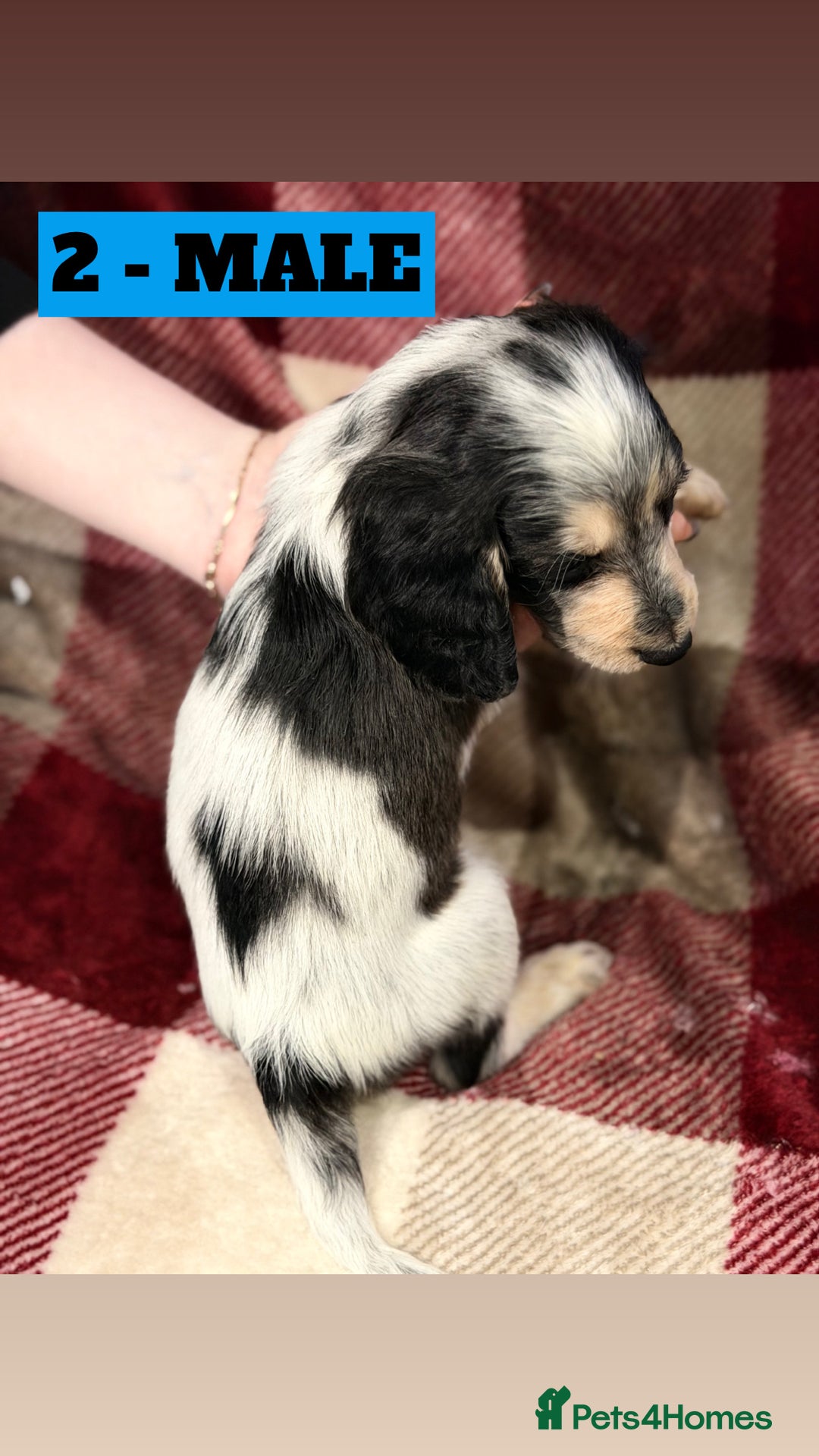 Cockapoo dogs for sale: BEAUTIFUL F2 COCKAPOO PUPPIES - 4 BOYS AND 4 GIRLS - Advert 11