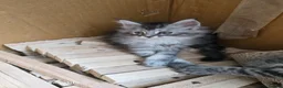 Maine Coon cats for sale: Ready now adorable maine coon Kittens 4bs & 1g - Advert 36