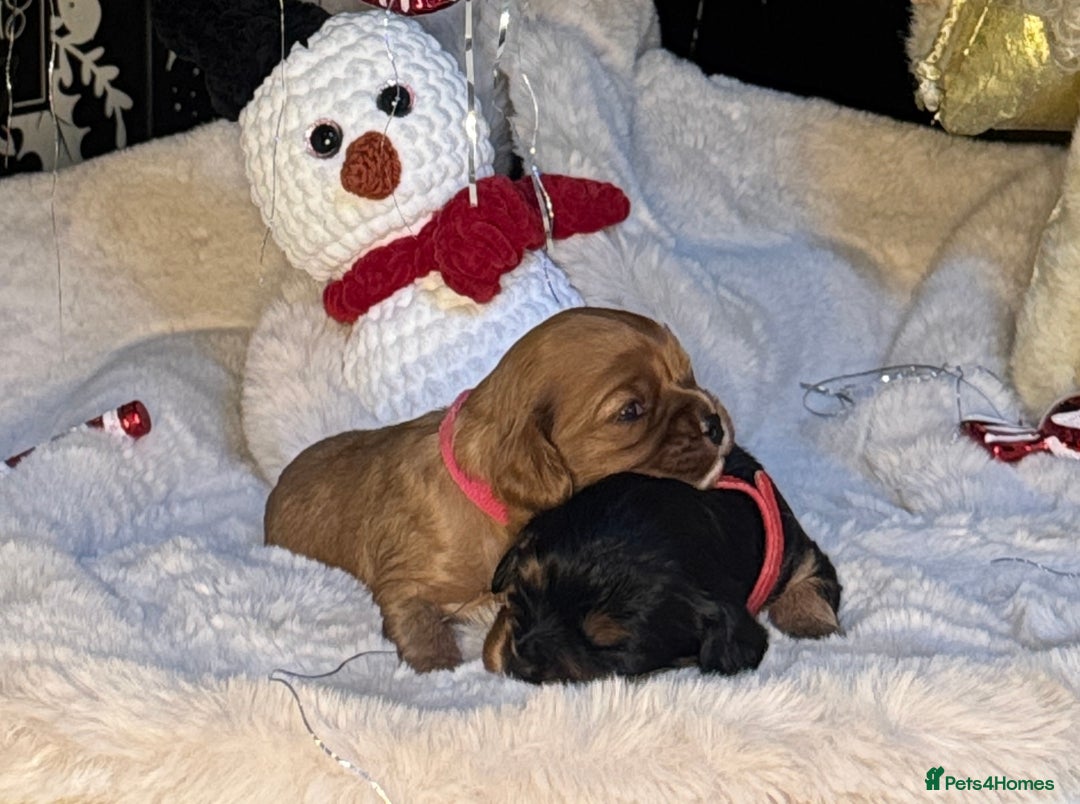 Cavalier King Charles Spaniel dogs for sale: Beautiful pups DNA HEALTH TESTED parents  - Advert 12