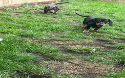 Dachshund dogs for sale: 2 Standard Dachshund Dog Puppies for sale  - Image 5