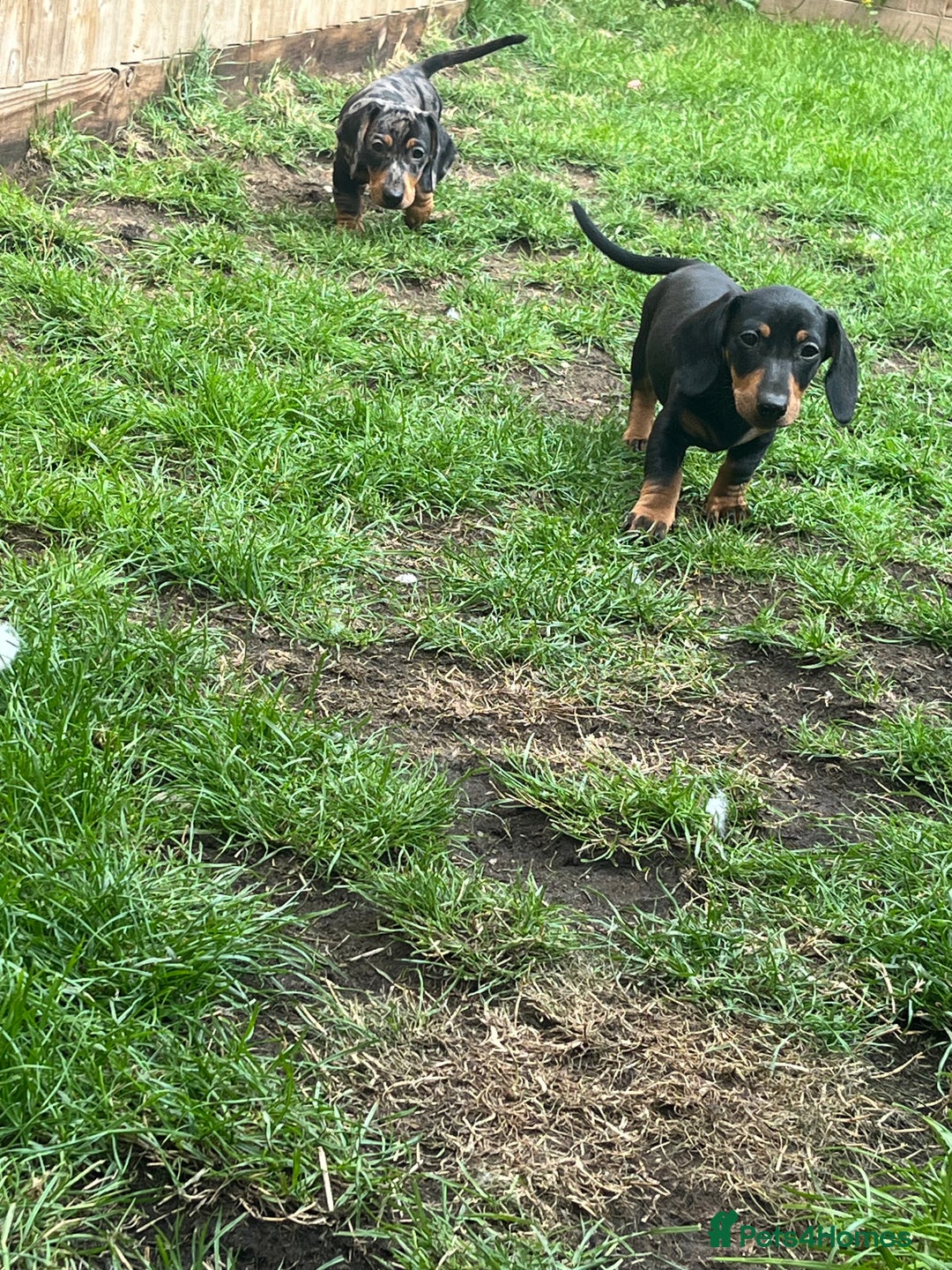 Dachshund dogs for sale: 2 Standard Dachshund Dog Puppies for sale  - Image 5