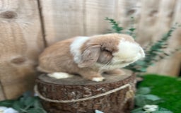 Mini Lop rabbits for sale: ⭐ VACCINATED ADULT PUREBRED MINI LOP RABBITS ⭐  - Advert 8