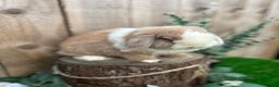 Mini Lop rabbits for sale: ⭐ VACCINATED ADULT PUREBRED MINI LOP RABBITS ⭐  - Advert 8