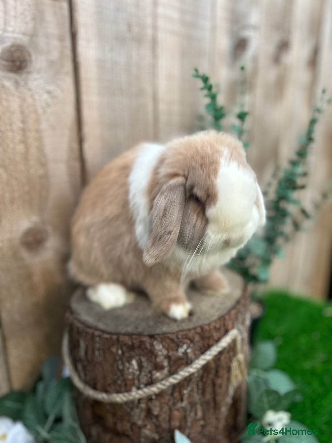 Mini Lop rabbits for sale: ⭐ VACCINATED ADULT PUREBRED MINI LOP RABBITS ⭐  - Advert 8