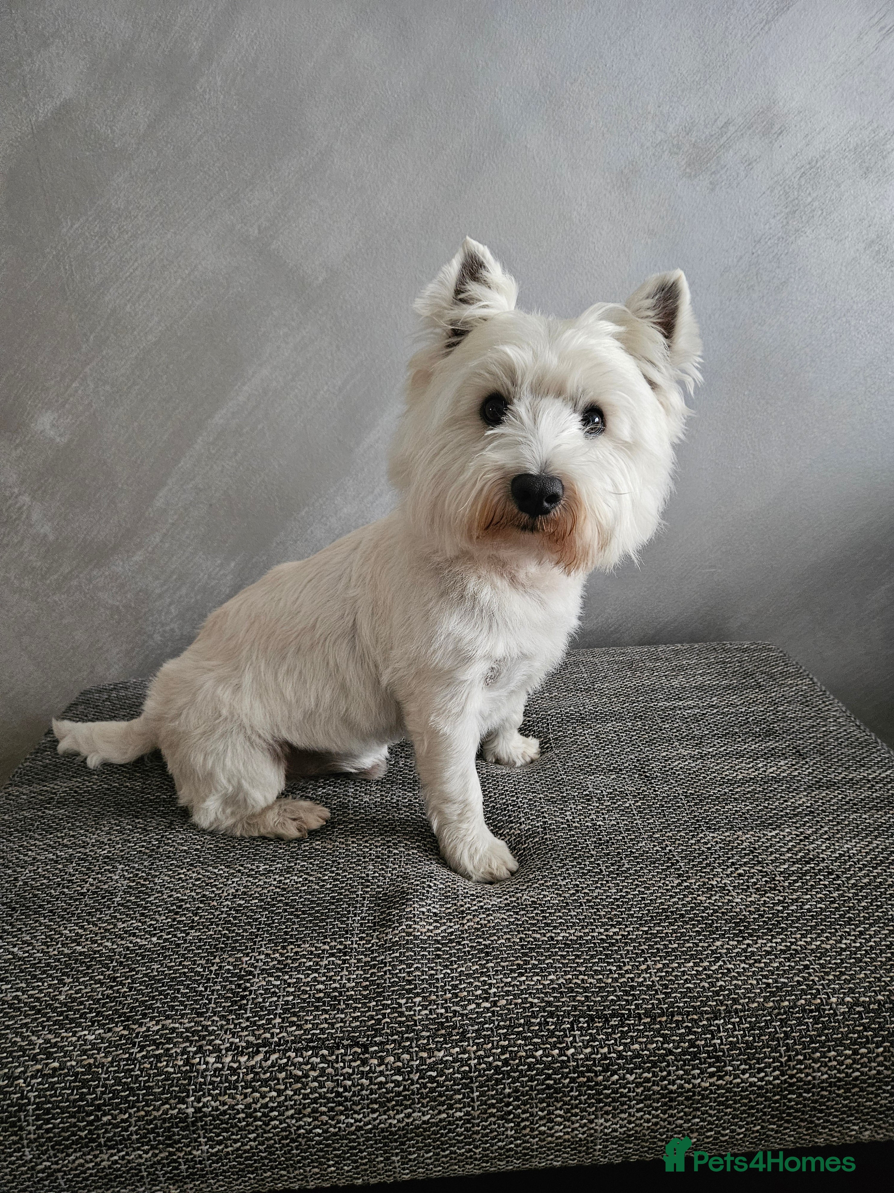 West Highland Terrier dogs Fifi West Highland Terrier for Stud Skelmersdale  - Advert 12