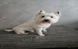 West Highland Terrier dogs for stud: Fifi West Highland Terrier for Stud Skelmersdale  - Image 1