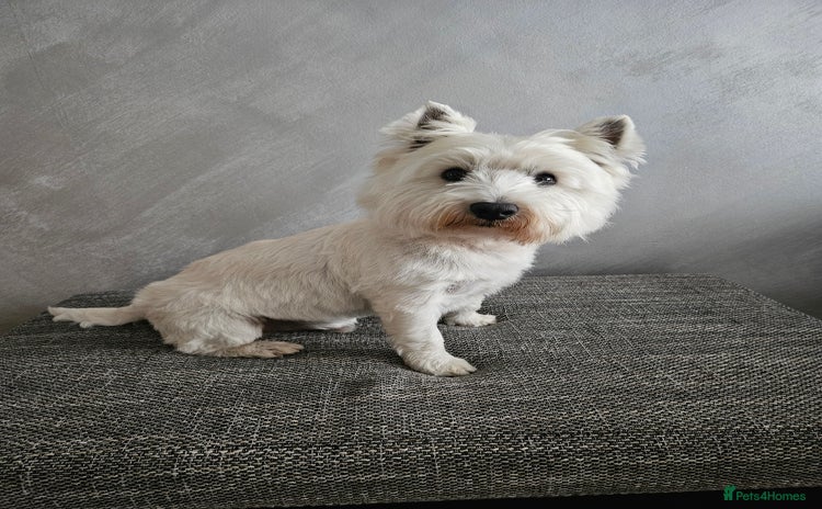 West Highland Terrier dogs - Advert 3