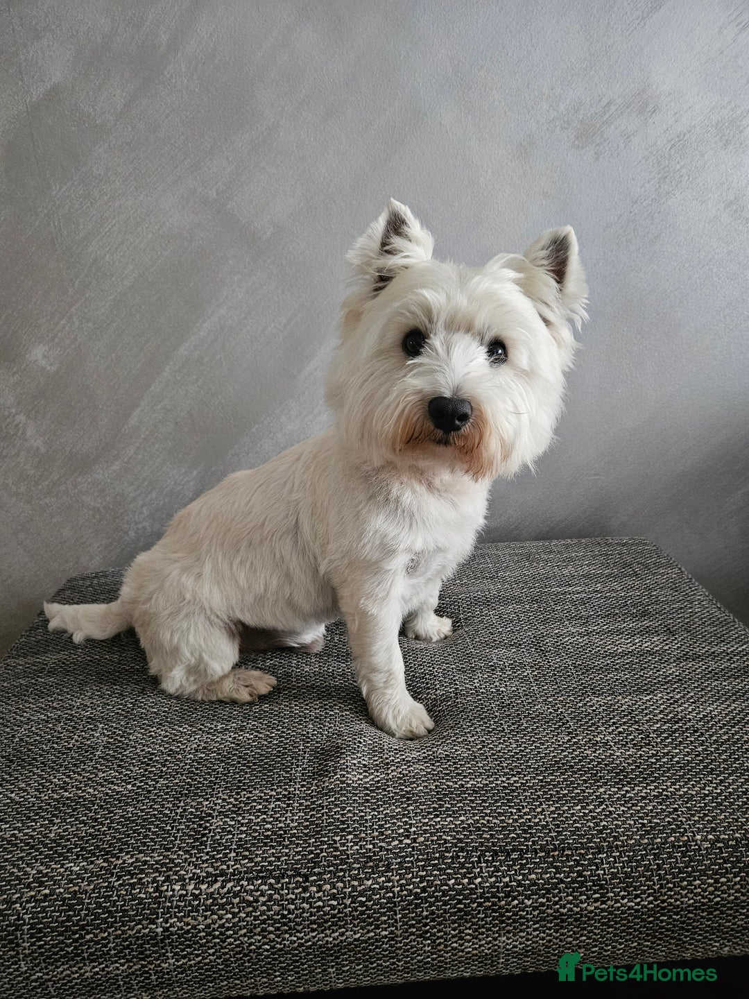 West Highland Terrier dogs for stud: Fifi West Highland Terrier for Stud Skelmersdale  - Image 1