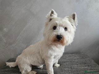 West Highland Terrier dogs Fifi West Highland Terrier for Stud Skelmersdale - Advert 1