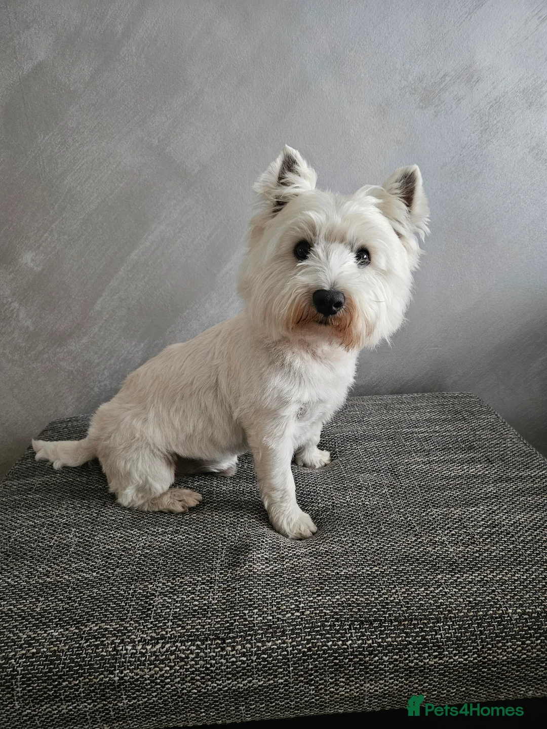 West Highland Terrier dogs for stud: Fifi West Highland Terrier for Stud Skelmersdale  - Advert 1