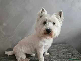 West Highland Terrier dogs Fifi West Highland Terrier for Stud Skelmersdale - Advert 1