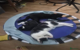 Domestic Shorthair cats for sale: Adopt a Kitten – Help Give Them a Loving Home - Image 1