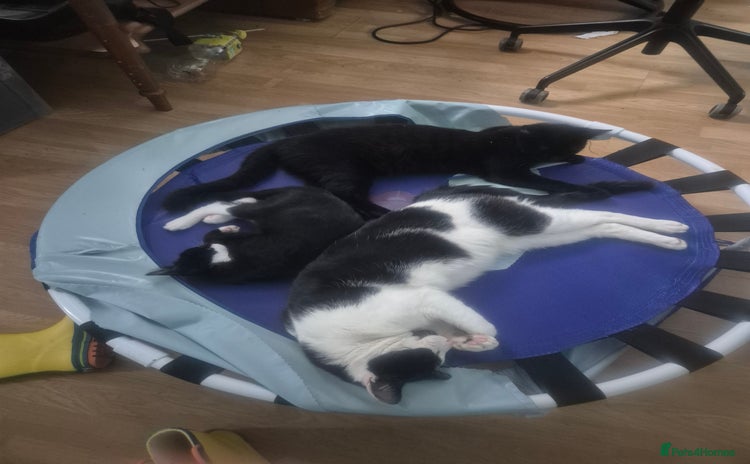 Domestic Shorthair cats - Advert 1