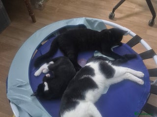 Domestic Shorthair cats - Advert 1