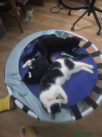 Domestic Shorthair cats - Advert 1