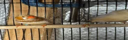 Mixed Breed birds for sale: Zebra Finches  - Advert 4
