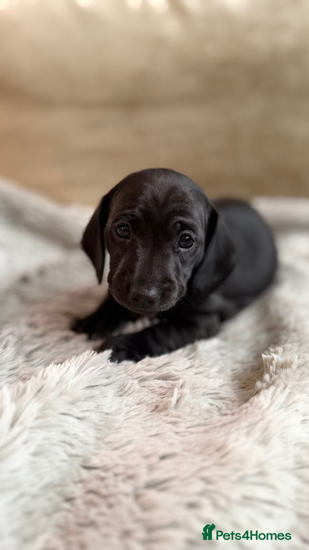 Miniature Dachshund dogs for sale: Rare colour KC registered mini dachshund puppies  - Advert 14