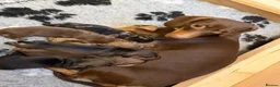 Dachshund dogs for sale: Dachshund puppies  - Advert 17