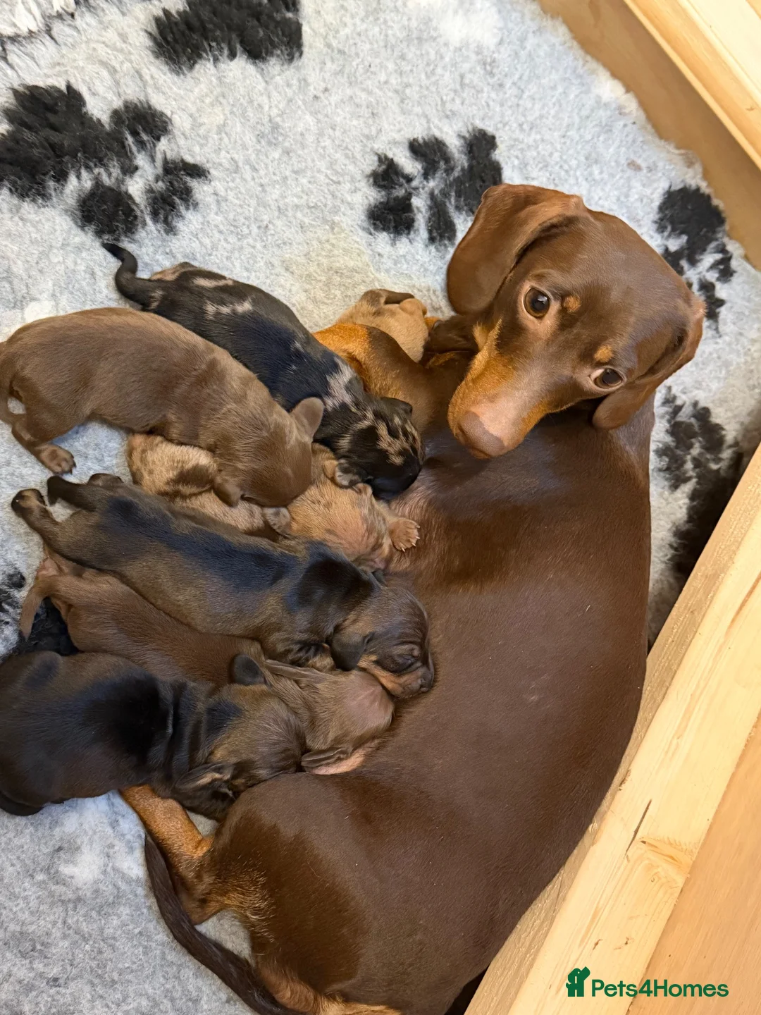 Dachshund dogs for sale: Dachshund puppies  - Advert 17