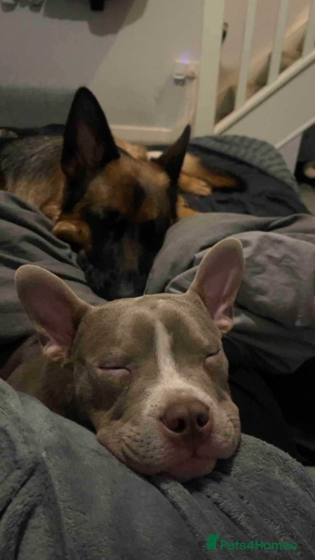 Mixed Breed dogs for sale: Narla  - Advert 5