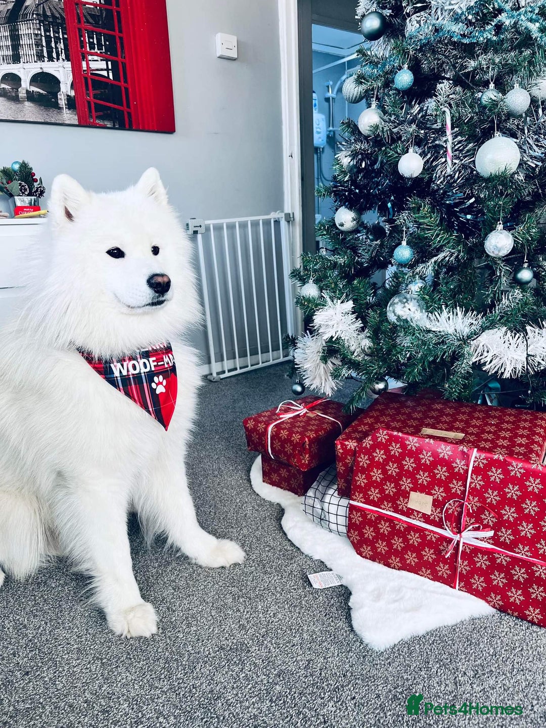 Samoyed dogs for stud: *KC*Beautiful Samoyed For Stud {PROVEN} in Walsall - Image 9
