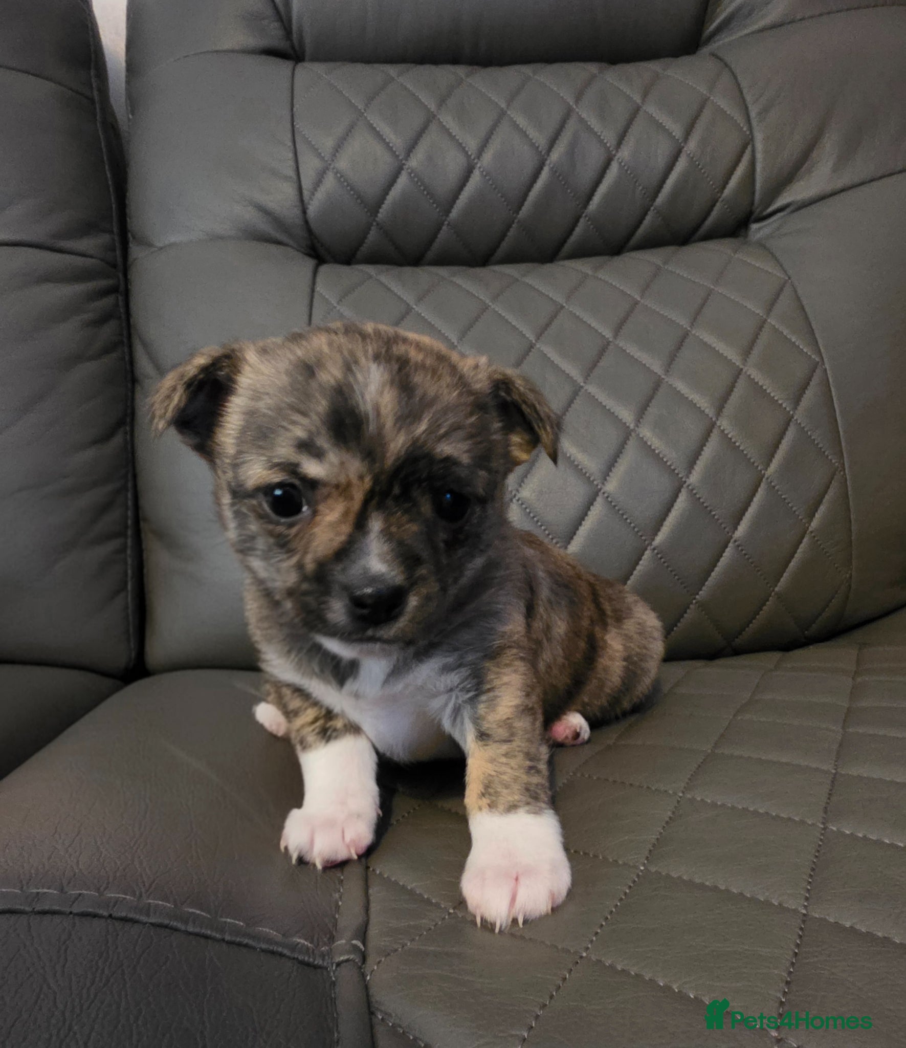 Chihuahua dogs RARE Brindle Chihuahua Puppies - Advert 2