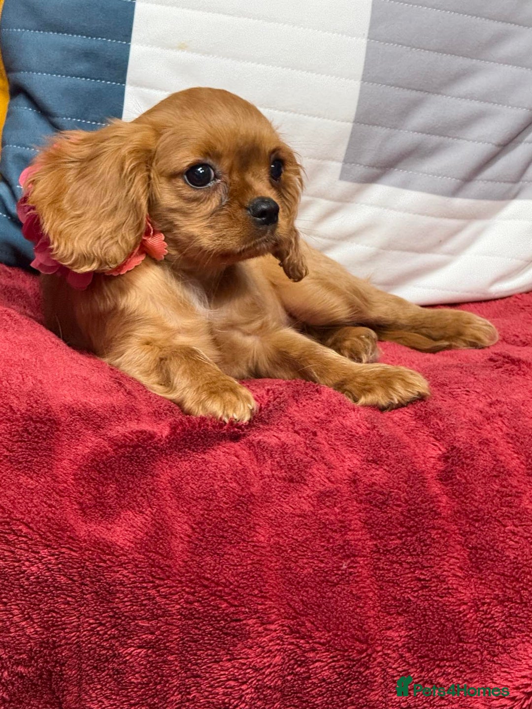 Cavalier King Charles Spaniel dogs for sale: Cavalier king Charles  Ruby's puppy's   - Image 20
