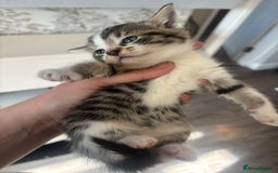 British Shorthair cats for sale: 4 beautiful kittens ready soon! - Image 2