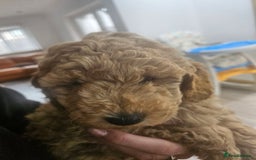 Miniature Poodle dogs for sale: Miniature poodle pups - Image 4