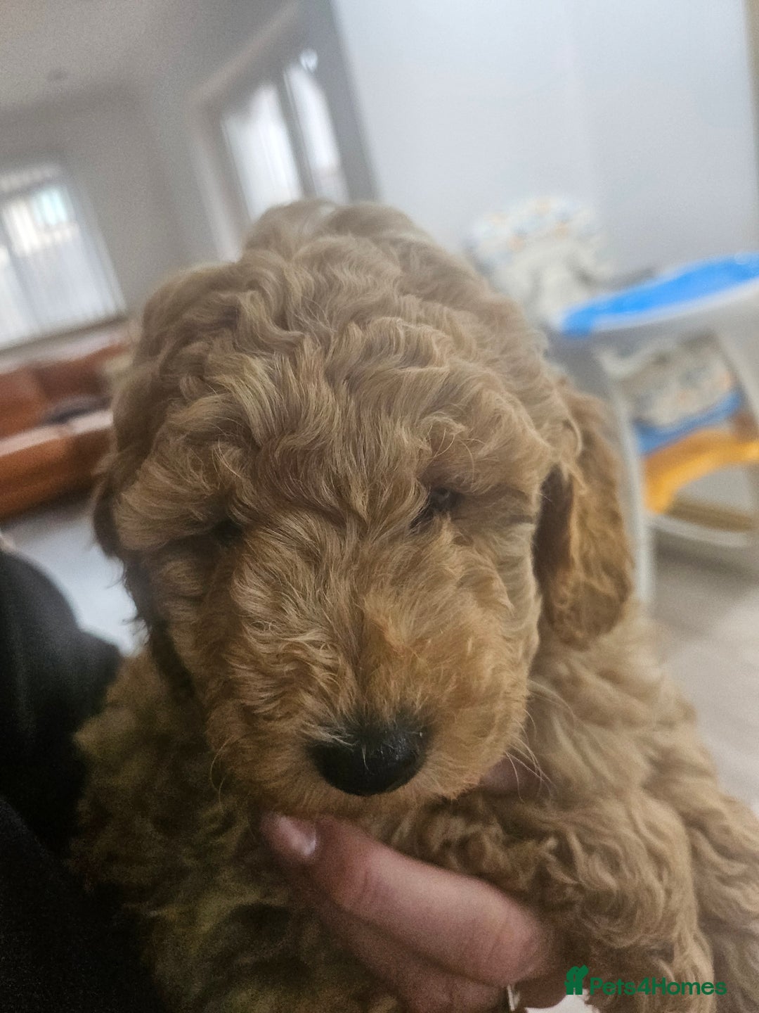 Miniature Poodle dogs for sale: Miniature poodle pups - Image 4