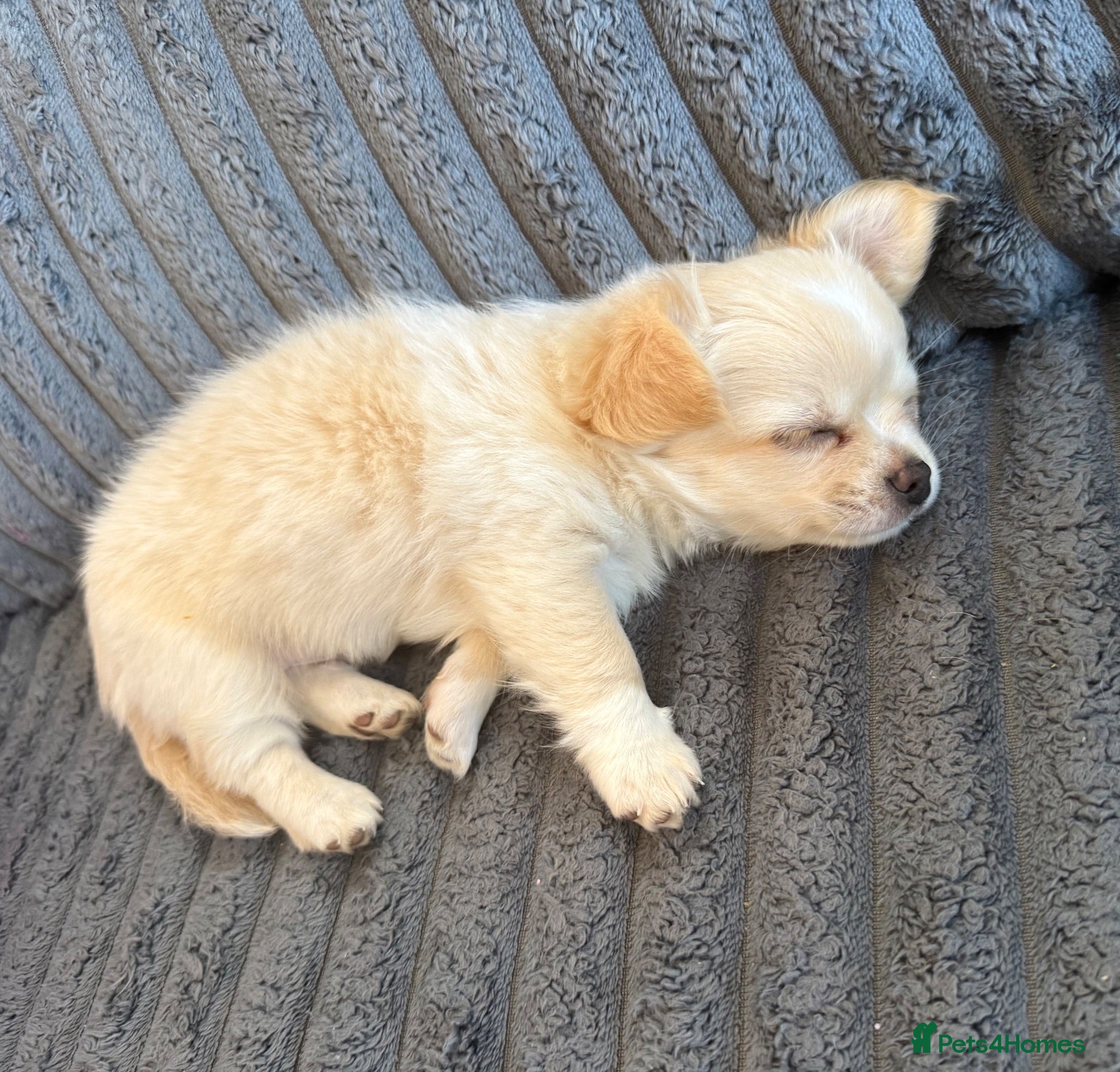 Chihuahua dogs Beautiful longhaired male puppy Ready to go 🐾 - Advert 1