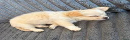 Chihuahua dogs for sale: Beautiful longhaired male puppy Ready to go 🐾 - Advert 1