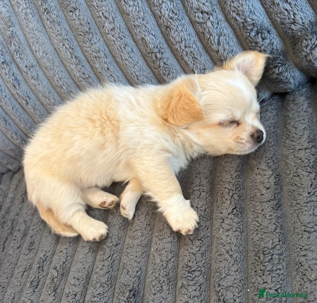 Chihuahua dogs for sale: Beautiful longhaired male puppy Ready to go 🐾 - Advert 1