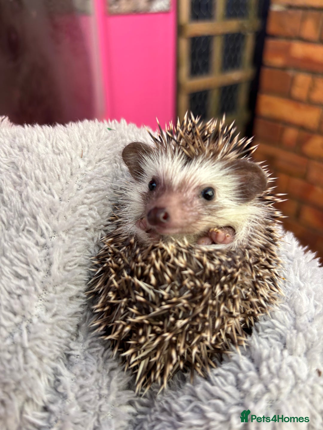 Pygmy Hedgehog rodents for sale: Stunning baby African Pygmy hoglets - Image 3