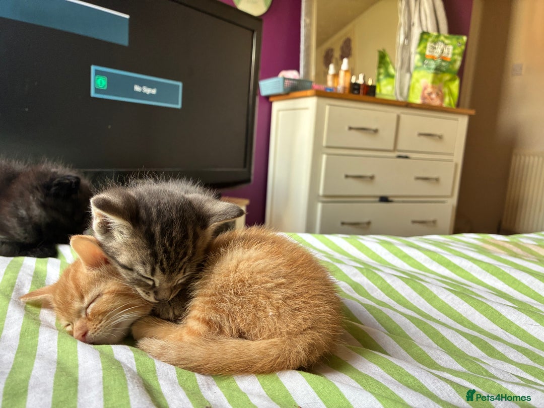 Mixed Breed cats for sale: Only gingers left!  - Image 8