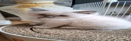 Ragdoll cats for sale: GCCF registered Ragdoll kittens 🐈  - Advert 6