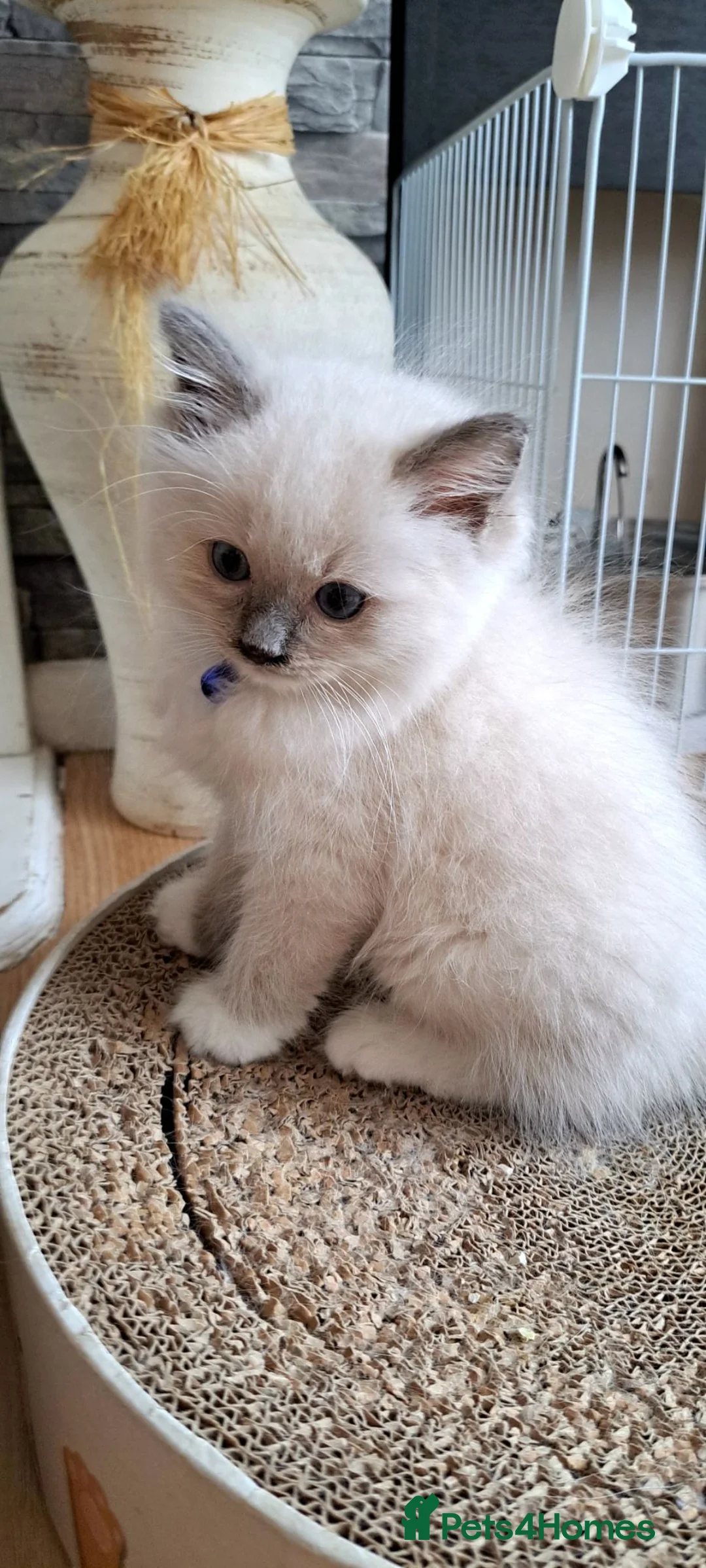 Ragdoll cats for sale: GCCF registered Ragdoll kittens 🐈  - Advert 1