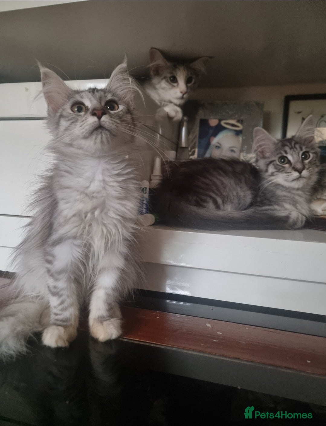 Maine Coon cats Beautiful Maine Coon Kittens READY TO LEAVE - Advert 1