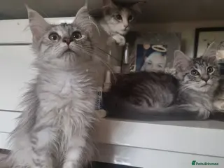 Maine Coon cats Beautiful Maine Coon Kittens READY TO LEAVE - Advert 1