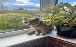 British Shorthair cats for sale: Calm & Loving British Shorthair - Image 4