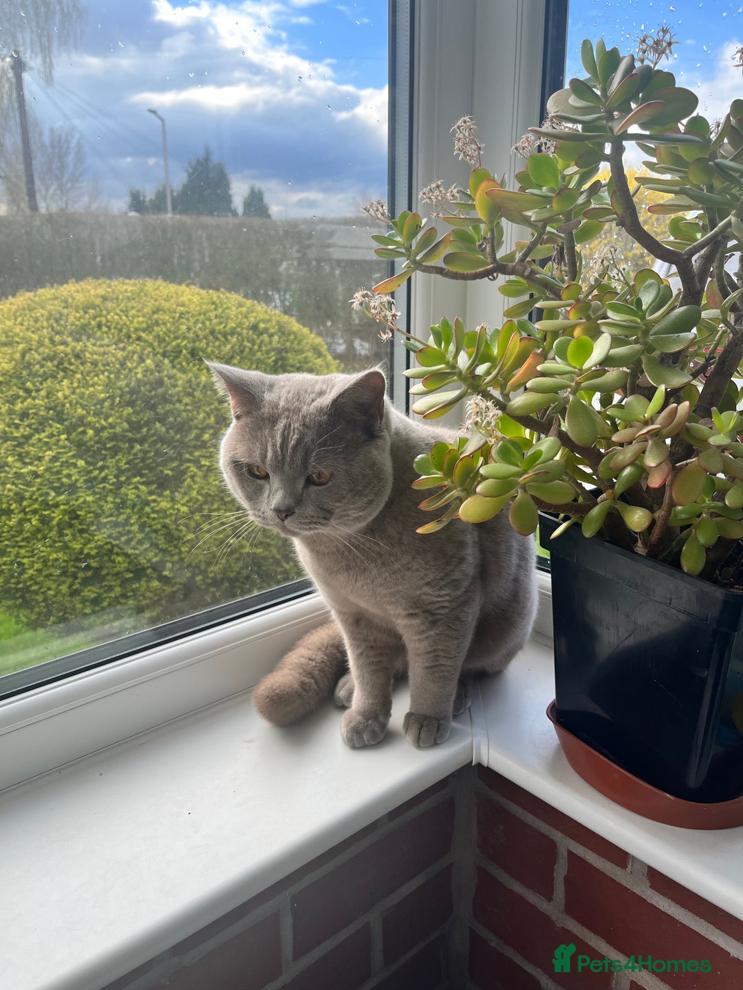 British Shorthair cats for sale: Calm & Loving British Shorthair - Image 4