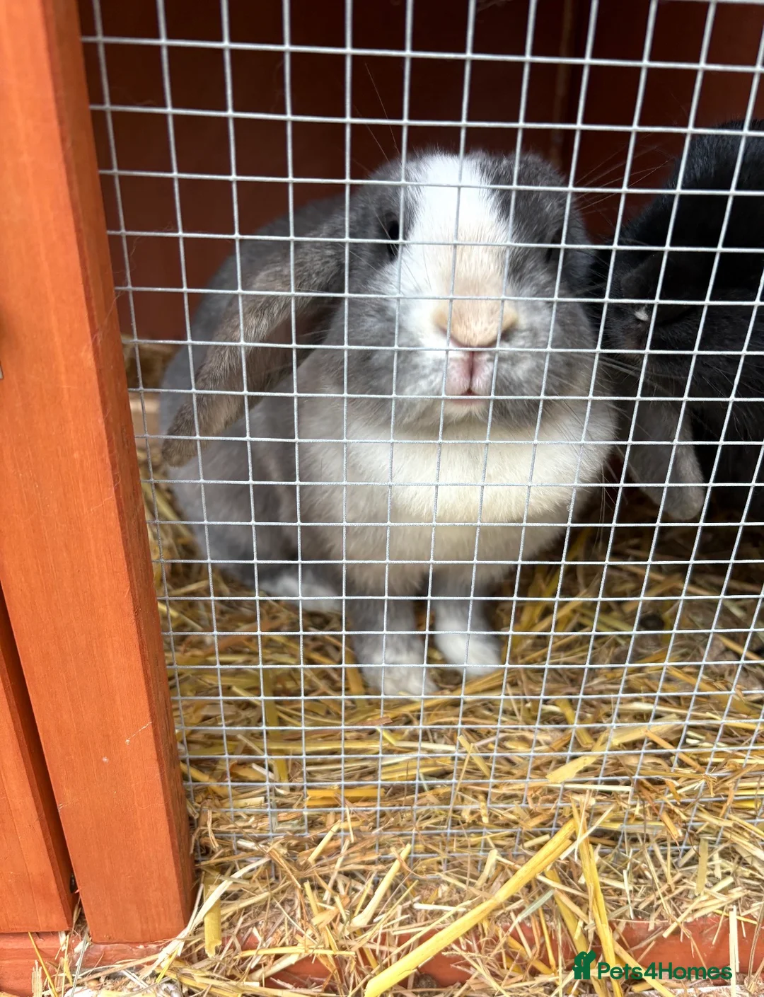 Mixed Breed rabbits for sale: 2 Bunnies - Advert 1
