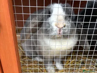 Mixed Breed rabbits 2 Bunnies - Advert 2