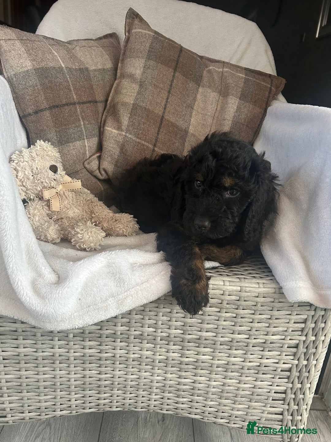 Cockapoo dogs for sale: F1 miniature gorgeous cockapoo puppies  - Image 39